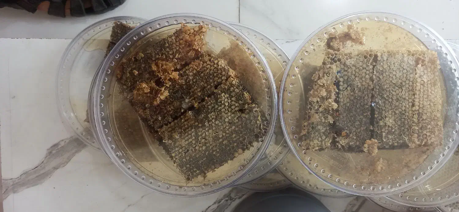 فروش عسل طبیعی کردستان، ژل رویال معجون تقویت جنسی|خوردنی و آشامیدنی|کلاله, |دیوار