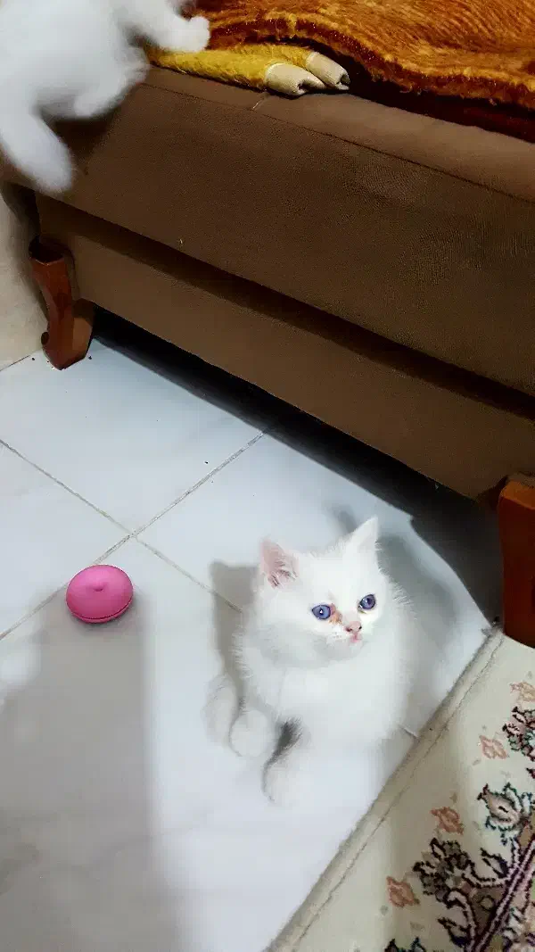 گربه اسکاتیش|گربه|اهواز, پادادشهر|دیوار