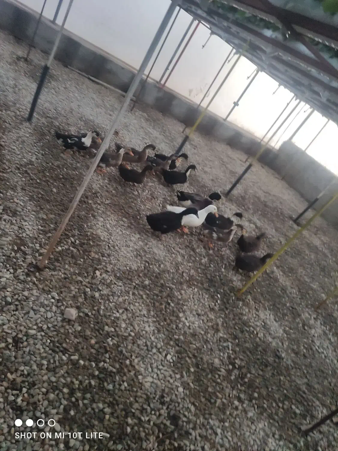 اردک نر و ماده تخم گذار|حیوانات مزرعه|هشتگرد, شهرک گلخانه|دیوار