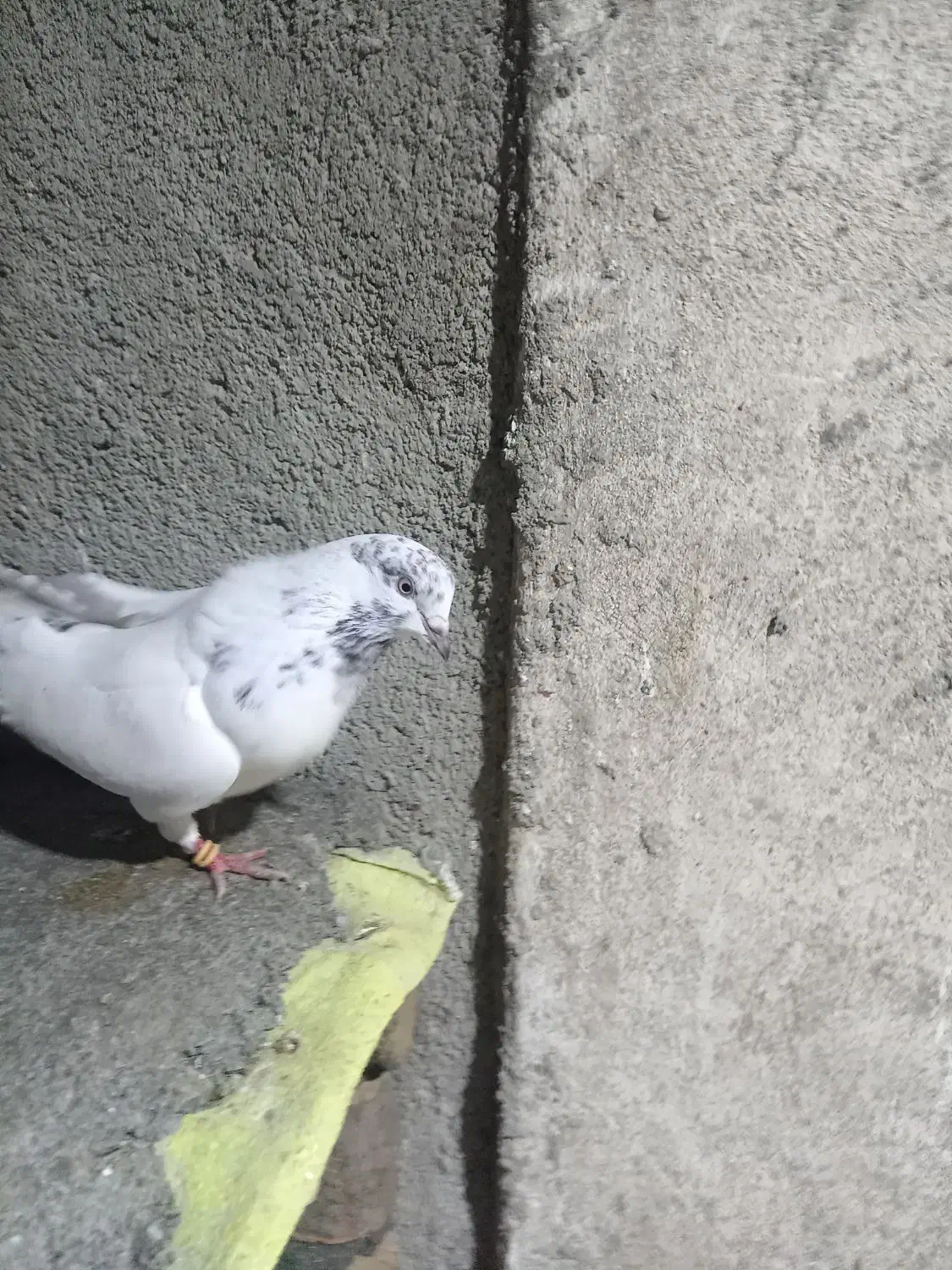 کبوتر|پرنده|آق قلا, |دیوار