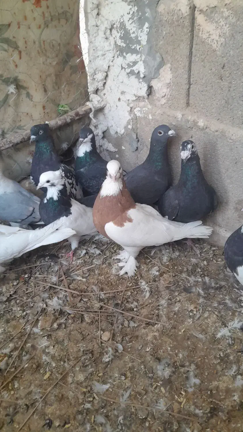 ۱جفت پلاکی بقیش رنگی خریدار واقعی بیاد|پرنده|فورگ, |دیوار