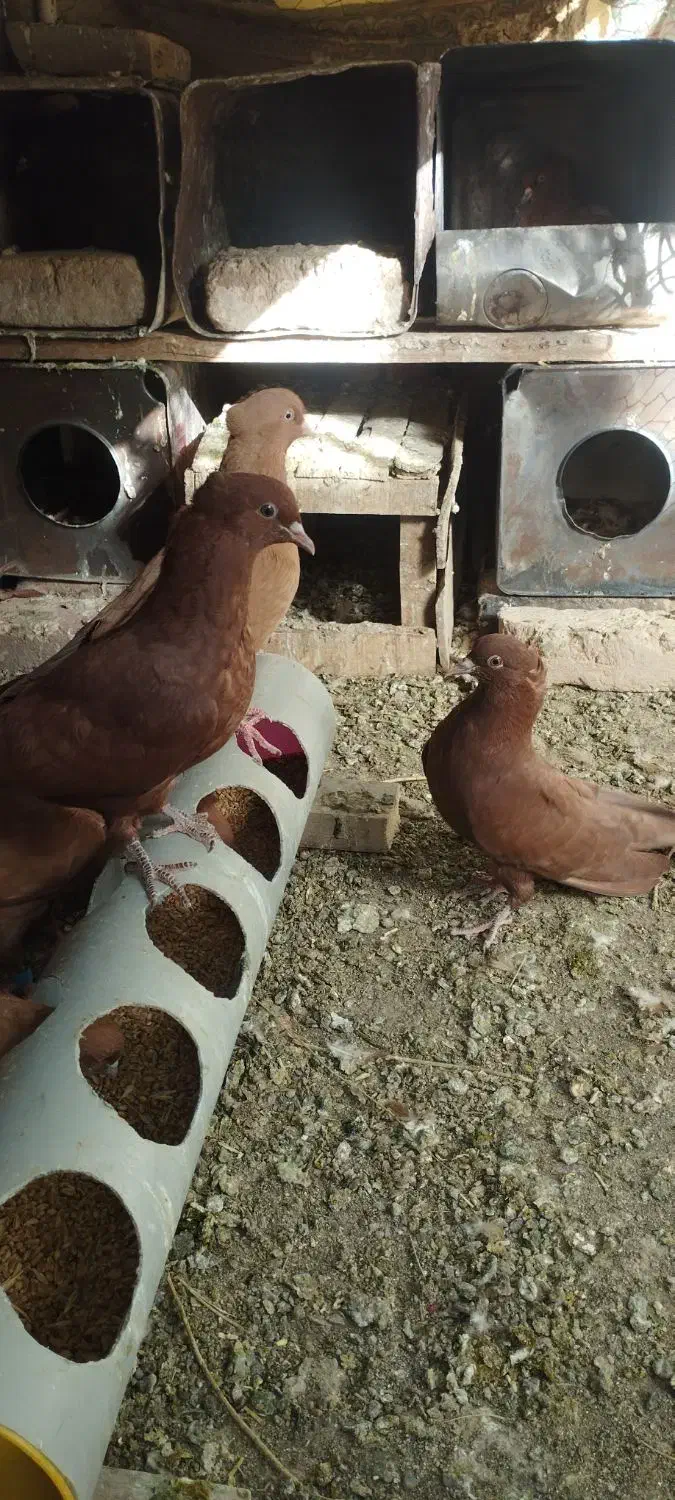 کفتر|پرنده|بجستان, |دیوار