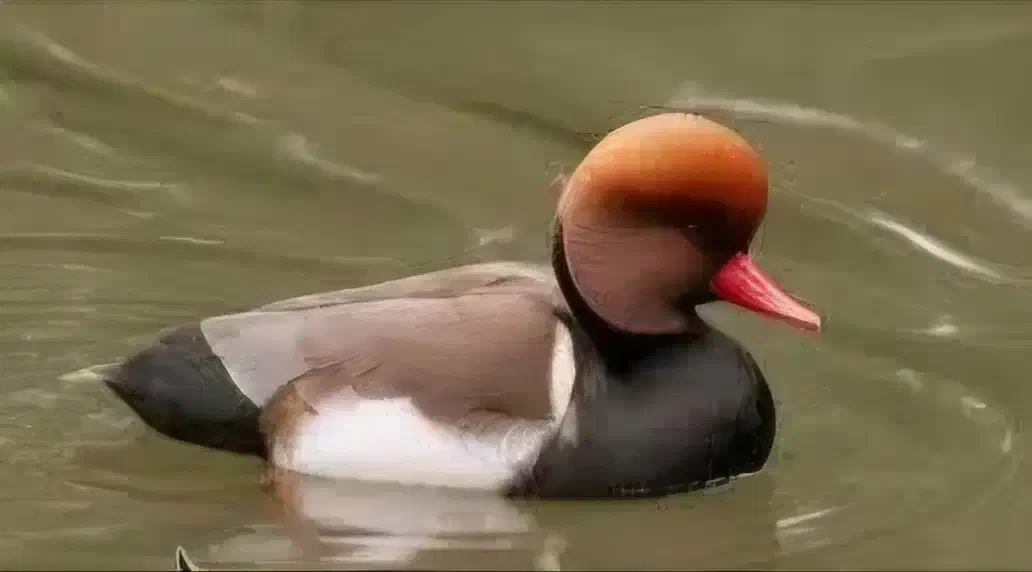 فروش اردک زیبا|پرنده|بابل, |دیوار