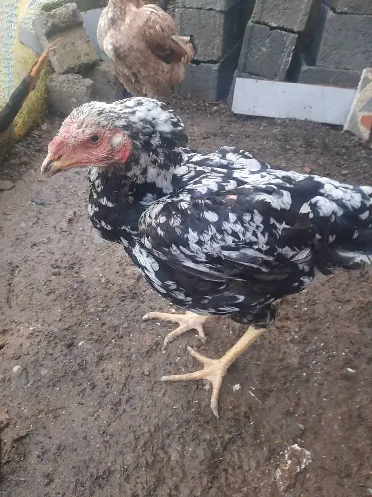 لاری تخم گذار|حیوانات مزرعه|لاهیجان, لیالستان|دیوار