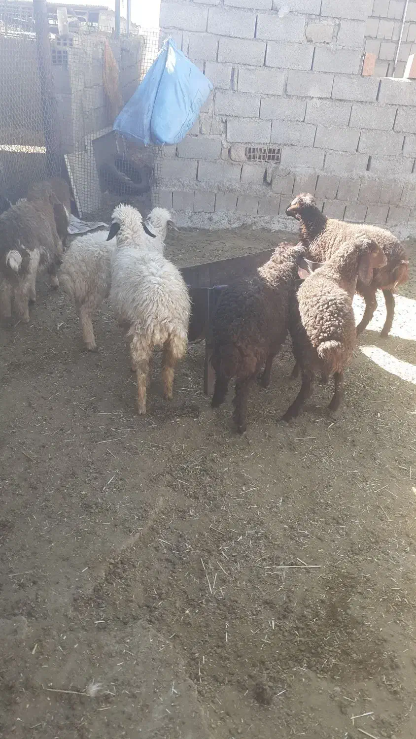 بره|حیوانات مزرعه|شباب, |دیوار