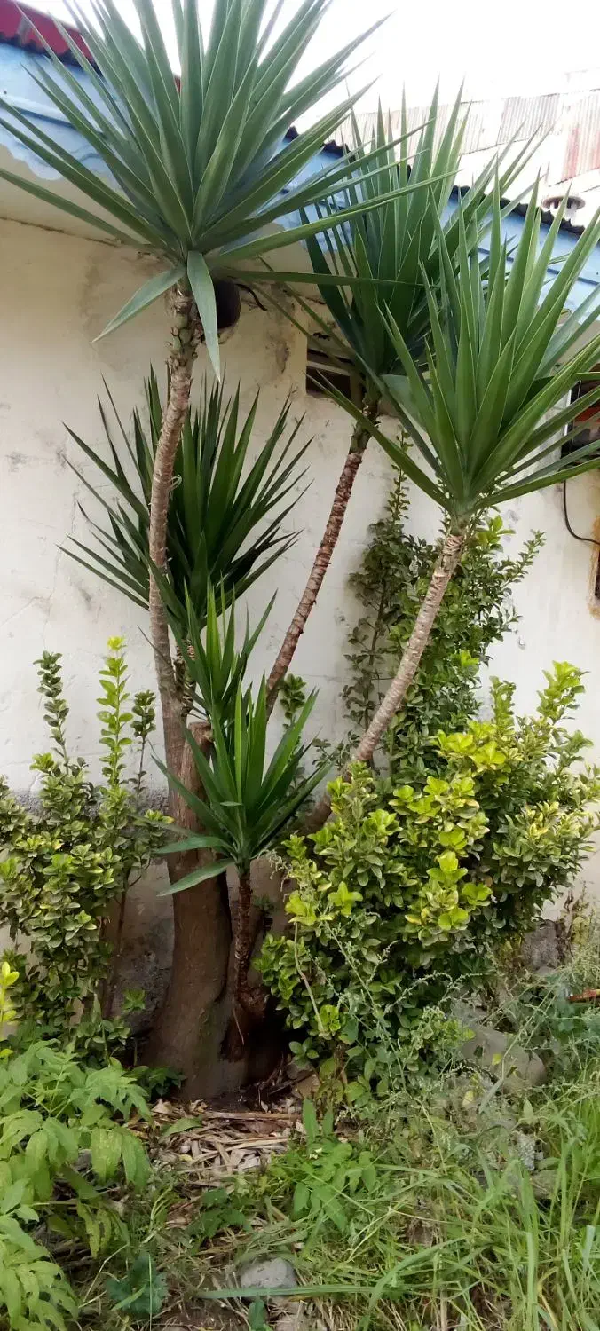 گل سرحال و فوق العاده ۱۰ساله یوکا|گل و گیاه طبیعی|رشت, اسماعیل آباد|دیوار