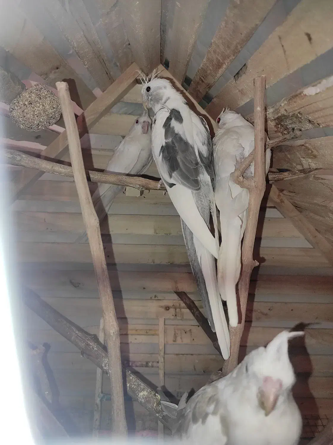 عروس هلندی|پرنده|شیروان (خراسان), |دیوار