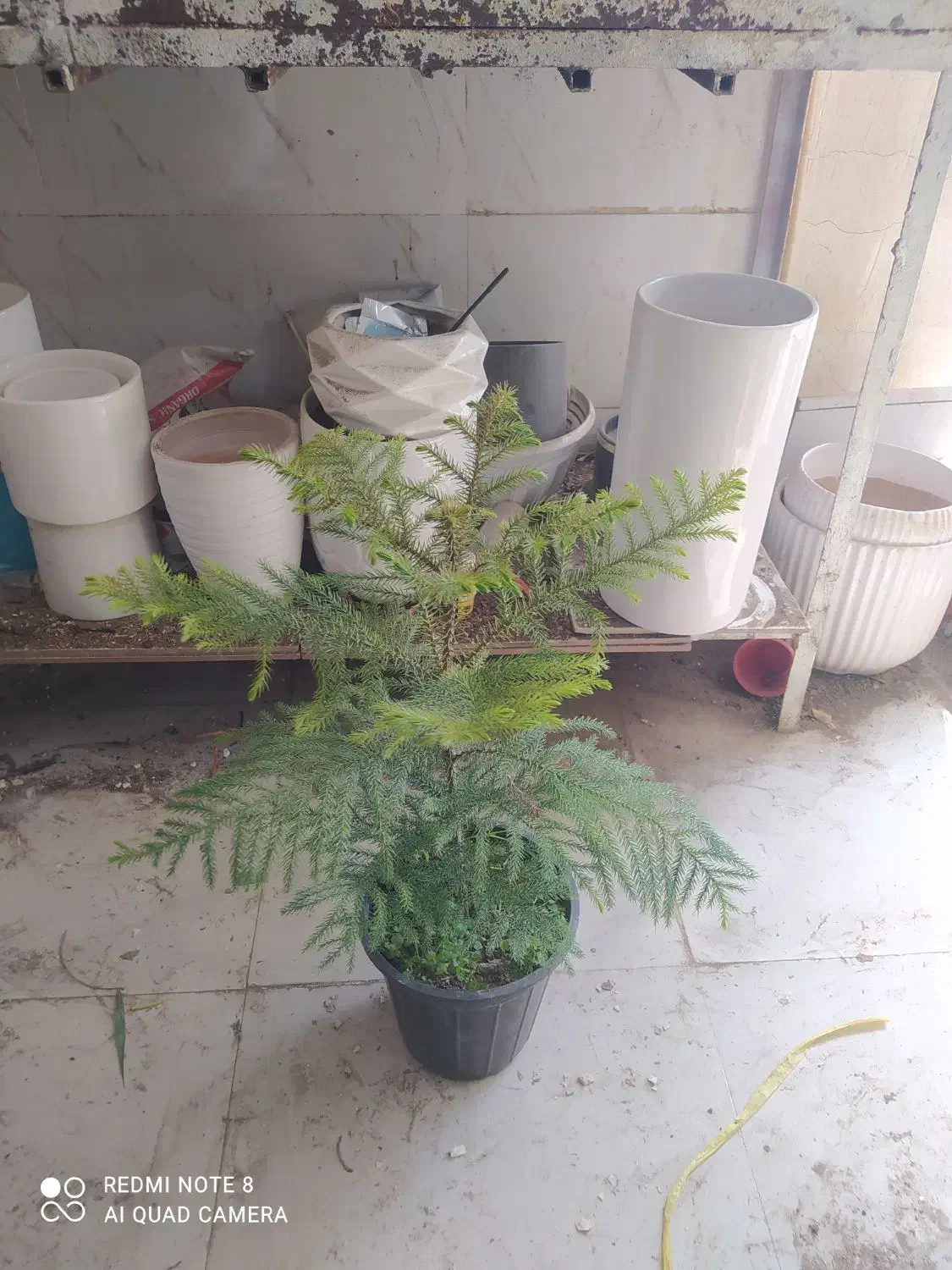 گل و گیاه کاج|گل و گیاه طبیعی|اهواز, سیصد دستگاه|دیوار