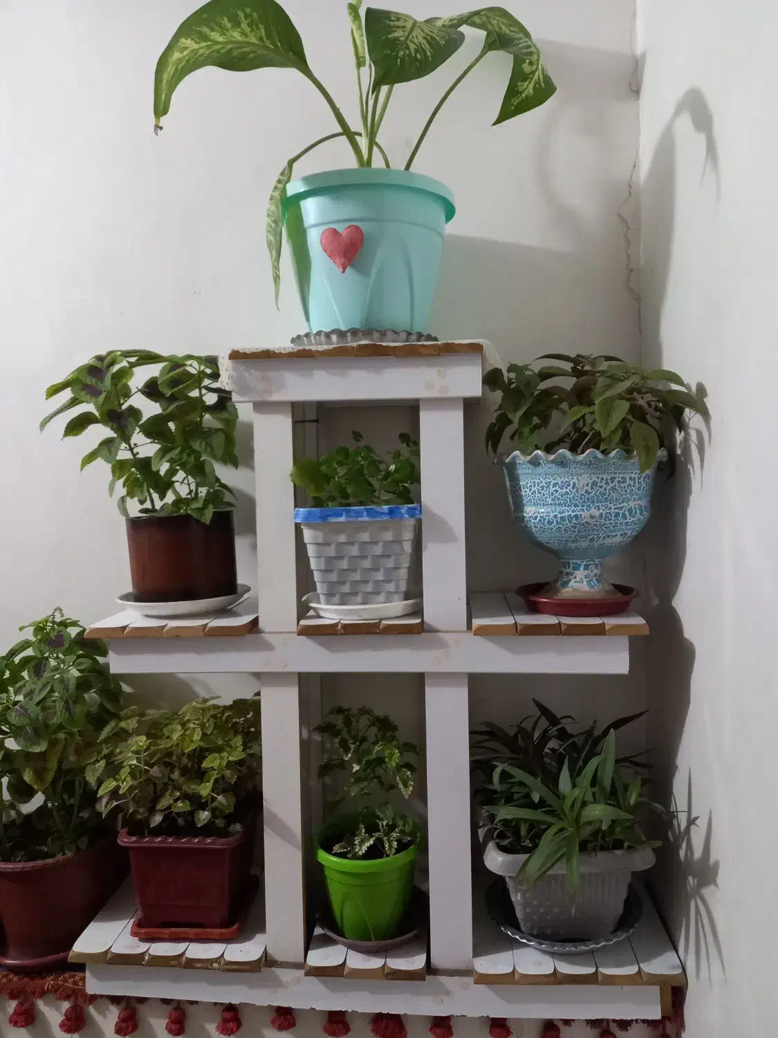 استندگلوگلدان|گل و گیاه طبیعی|کرمانشاه, |دیوار