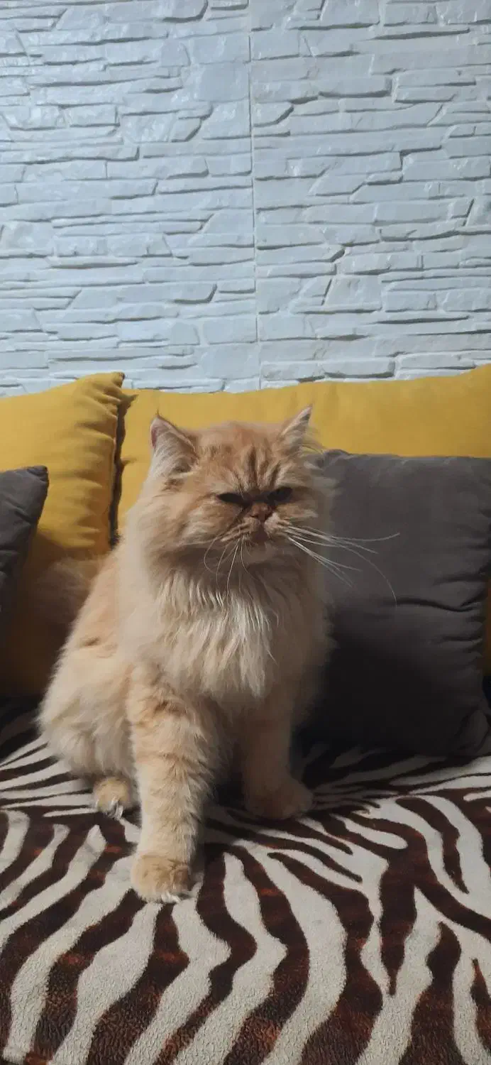 پرشین|گربه|بجنورد, |دیوار