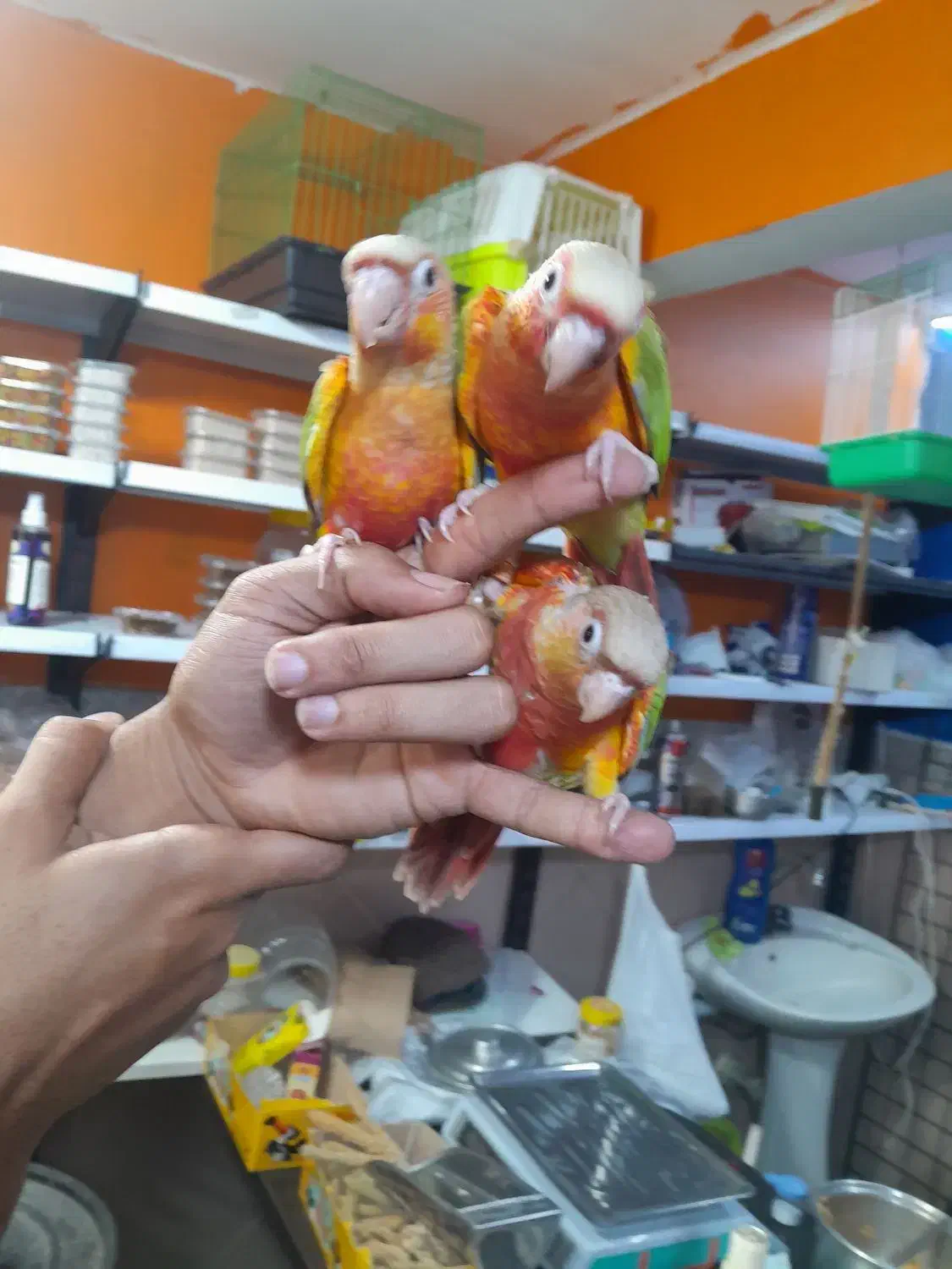 طوطی گرینچیکهای سرلاکی دونخور قرمزی بالا انواع رنگ|پرنده|قائمشهر, |دیوار