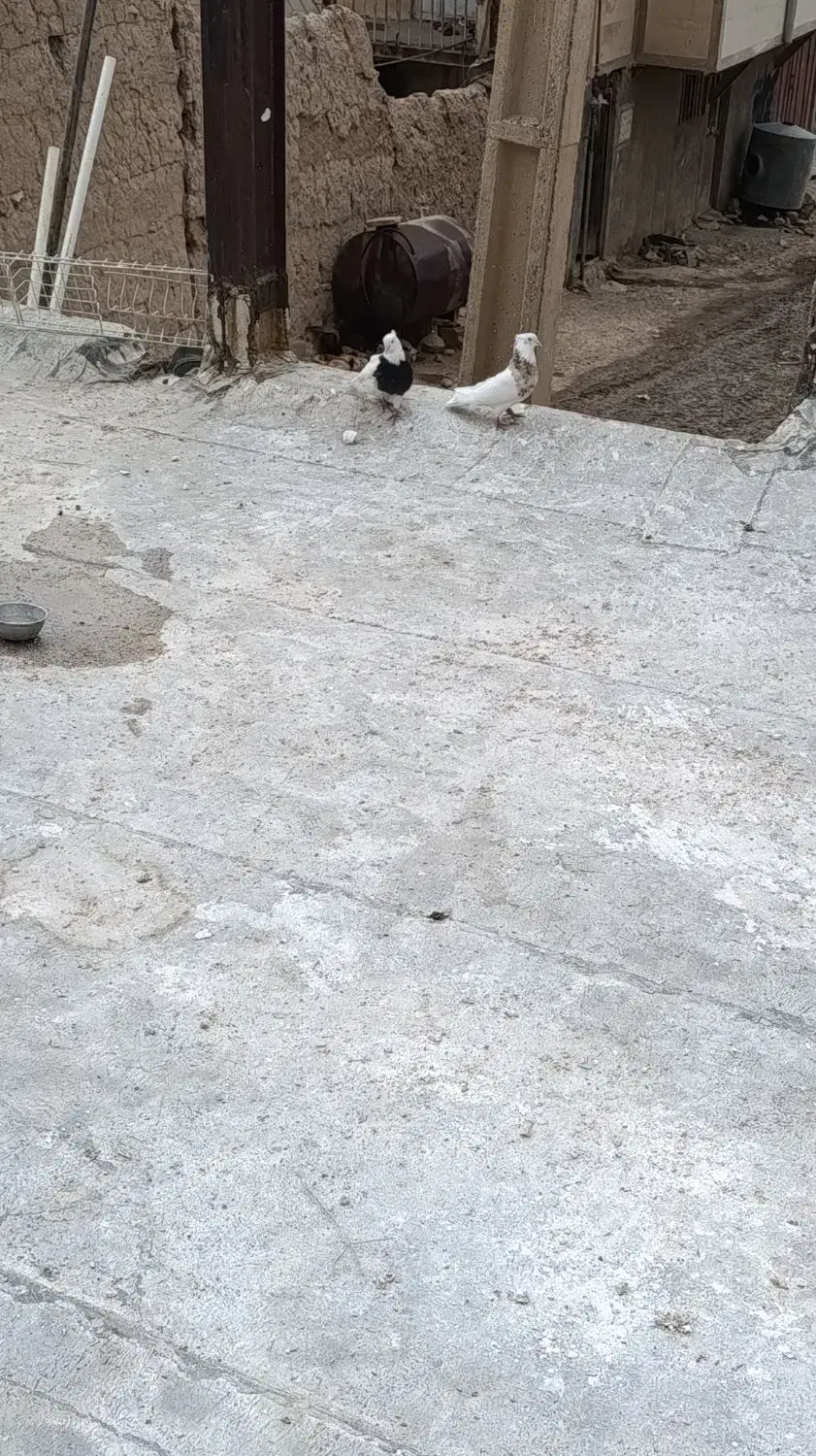 کبوتر طوقی|پرنده|نورآباد, |دیوار