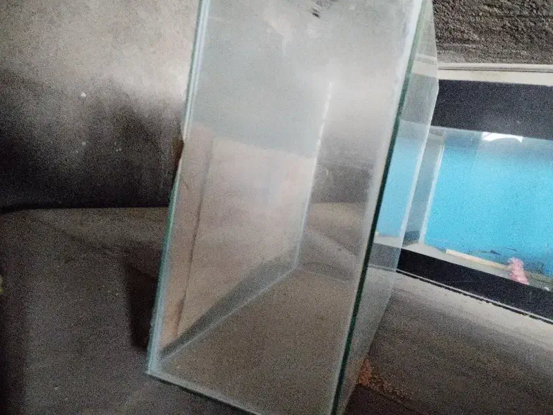 آکواریوم|ماهی|بردسکن, |دیوار