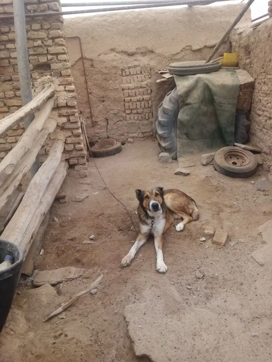 سگ نگهبان|سگ|مشهد, انصار|دیوار