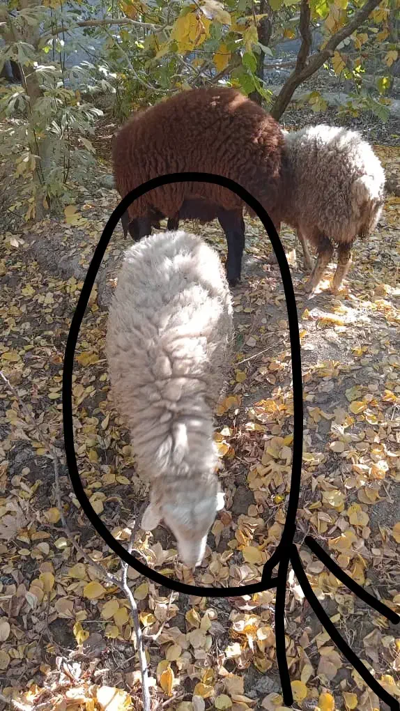 بره نر شیشک امسالی خوشگل|حیوانات مزرعه|هشتگرد, تهران دشت|دیوار