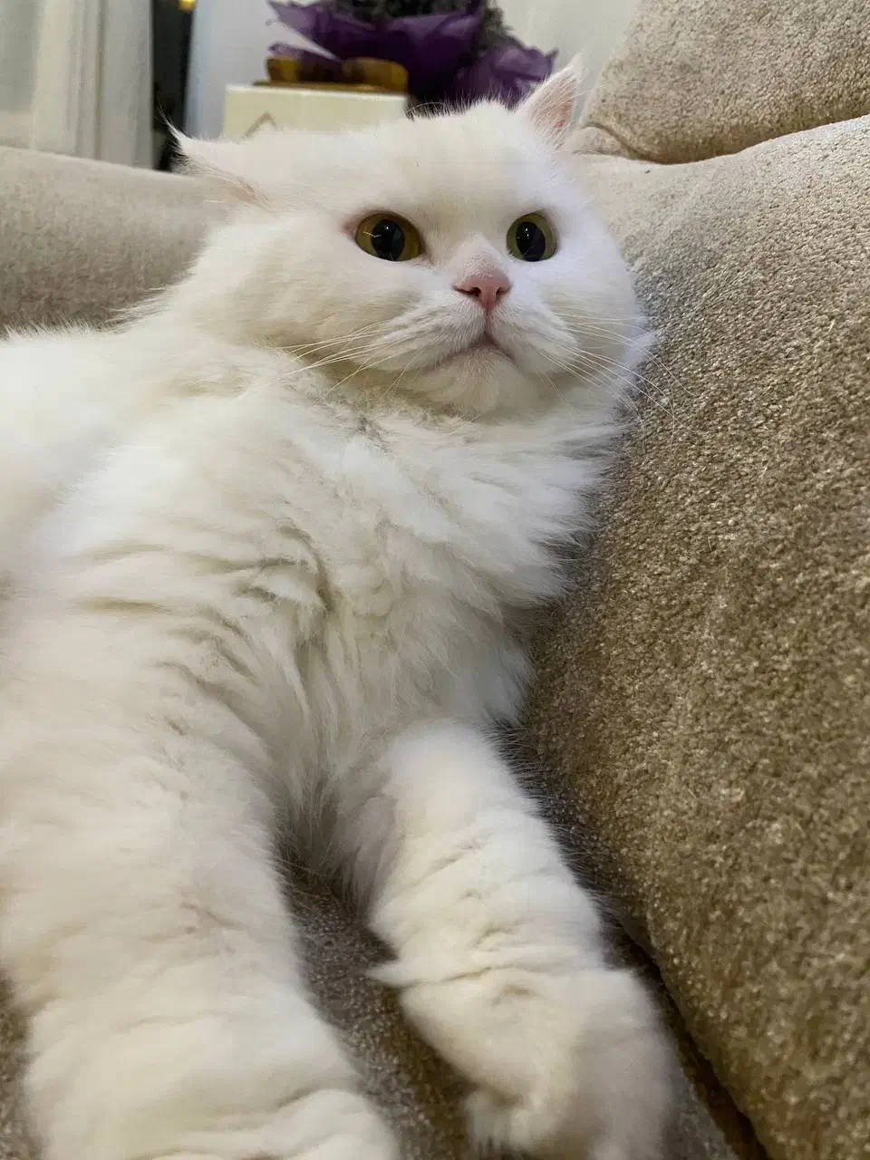 گمشده حوالی پارک آنالار شهرک|حیوانات|اهر, |دیوار