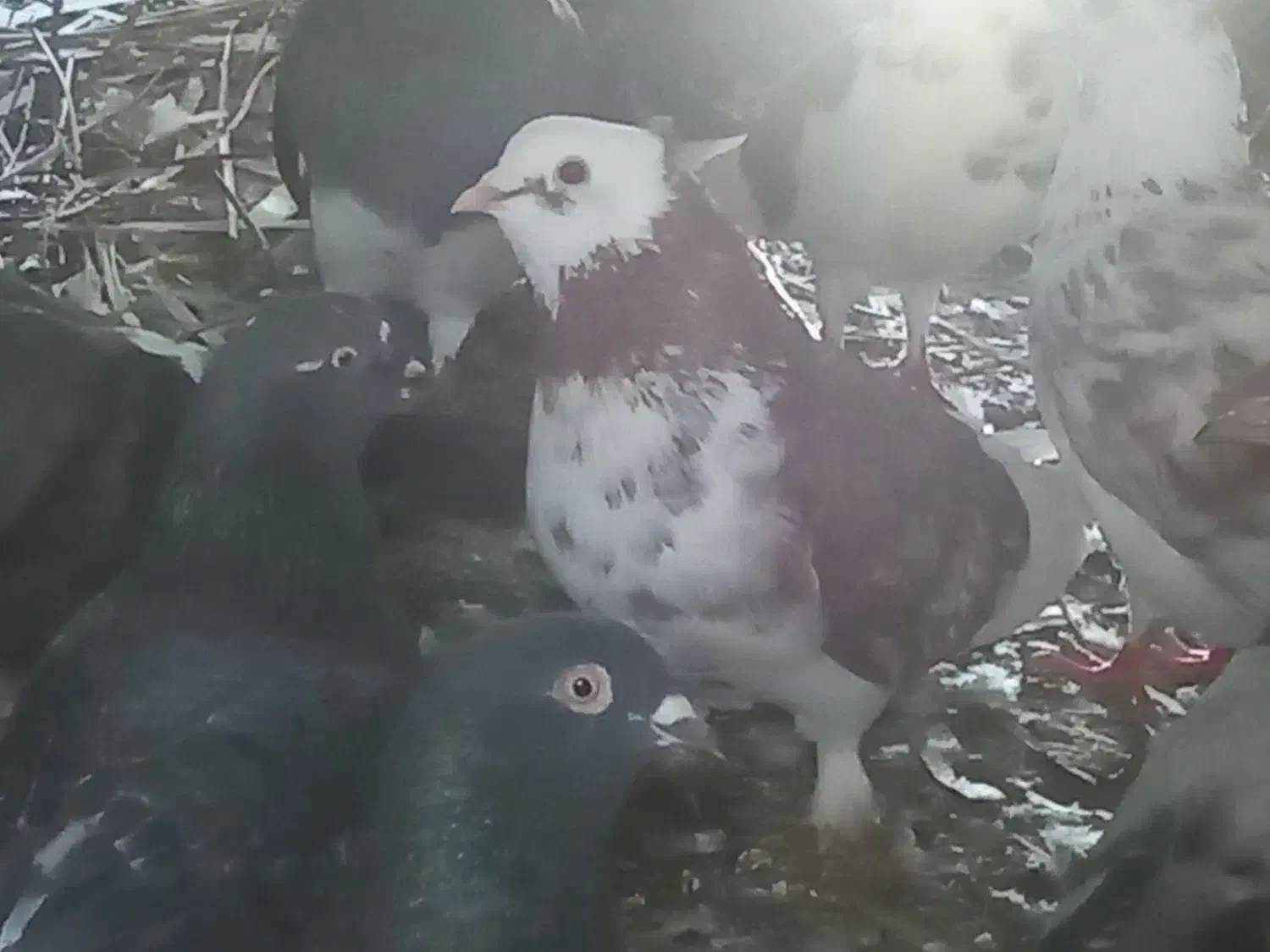 3000000|حیوانات مزرعه|کهنوج, |دیوار