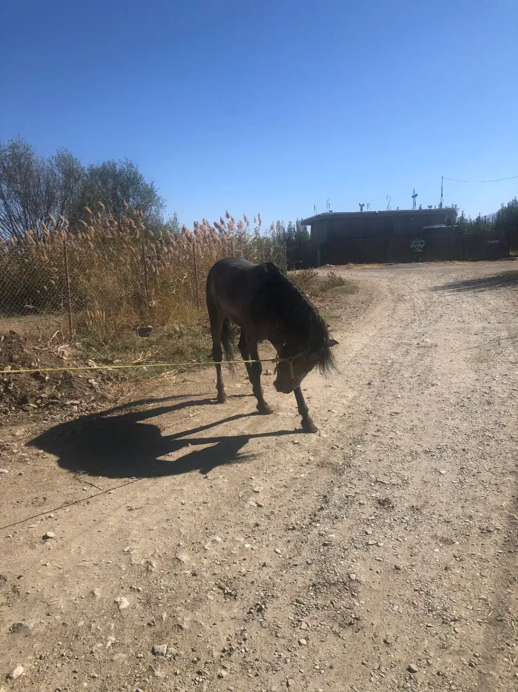 اسب ۵ساله|اسب و تجهیزات اسبسواری|پیرانشهر, |دیوار