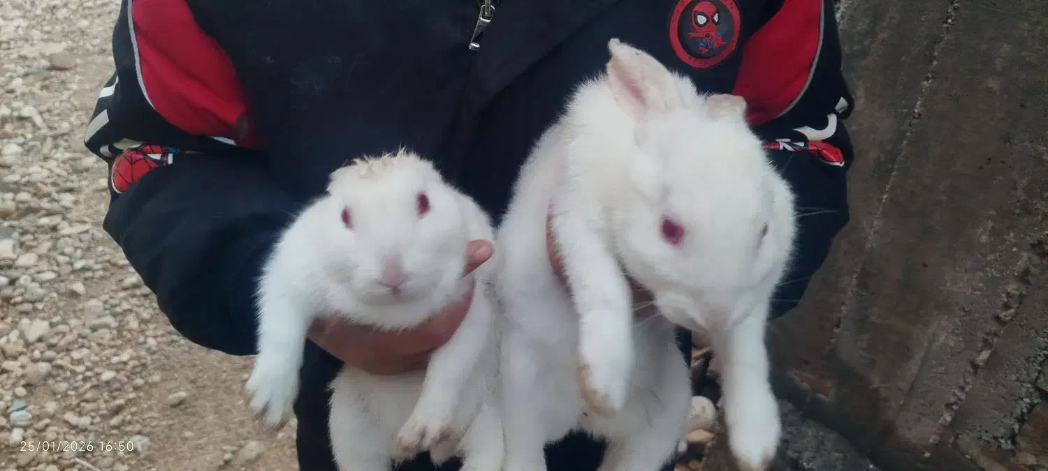 خرگوش سفید معاوضه با کبوتر|موش و خرگوش|نورآباد ممسنی, |دیوار