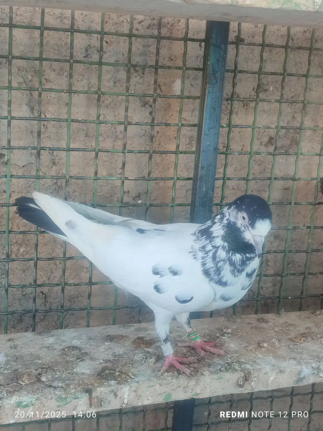 کفتر پرش سنگین دو رقمی|پرنده|ایرانشهر, |دیوار