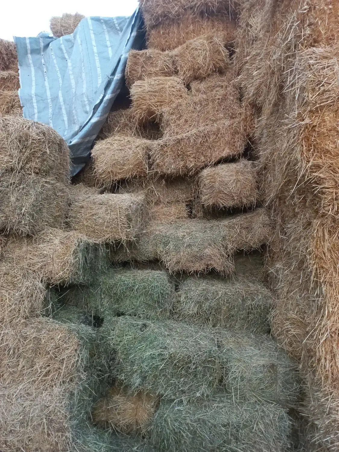 یونجه چین اول کلش گندم ۱۰۰خروار|لوازم جانبی حیوانات|مشگین شهر, |دیوار