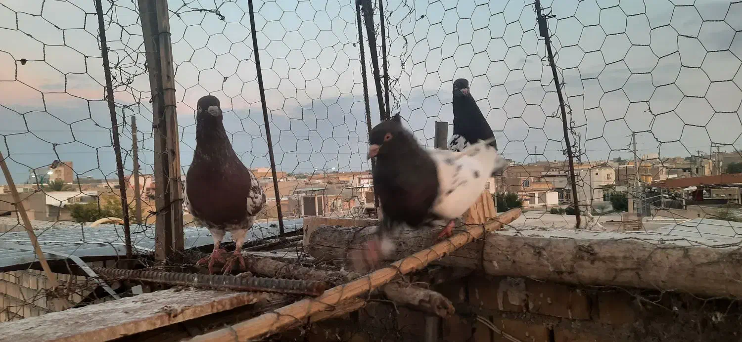 سبز دم سفید نروماده  و سه عدد کهله ای|پرنده|بهبهان, |دیوار