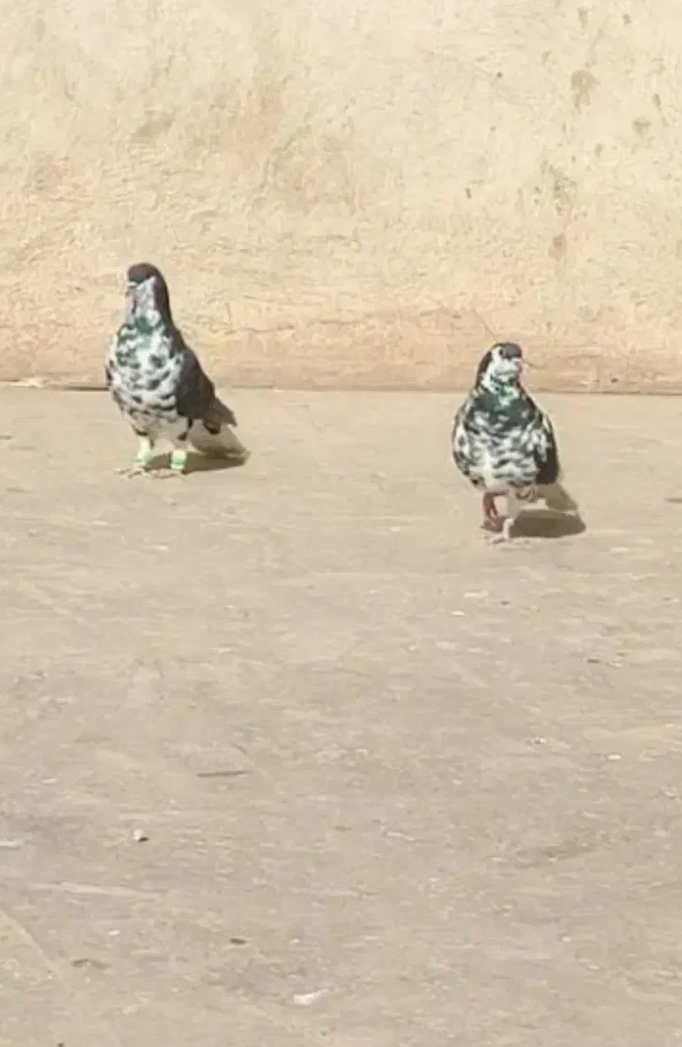 کفتر افغانیافشون نر ماده|پرنده|فشاپویه, |دیوار