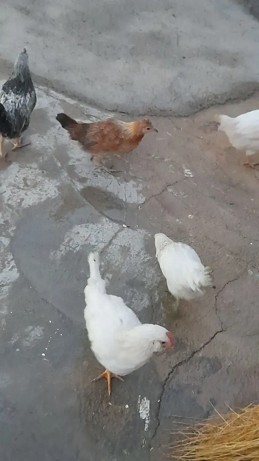 جوجه بومی|حیوانات مزرعه|لردگان, |دیوار