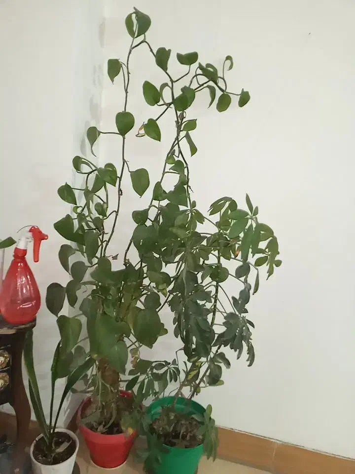 تعدادی گل و گلدان|گل و گیاه طبیعی|شاهین‌شهر, شهرک گلدیس|دیوار