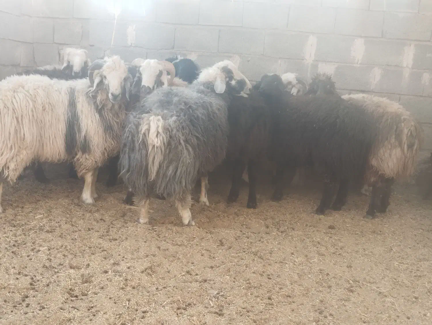 فروش بره چاق نر و ماده|حیوانات مزرعه|بختگان, |دیوار