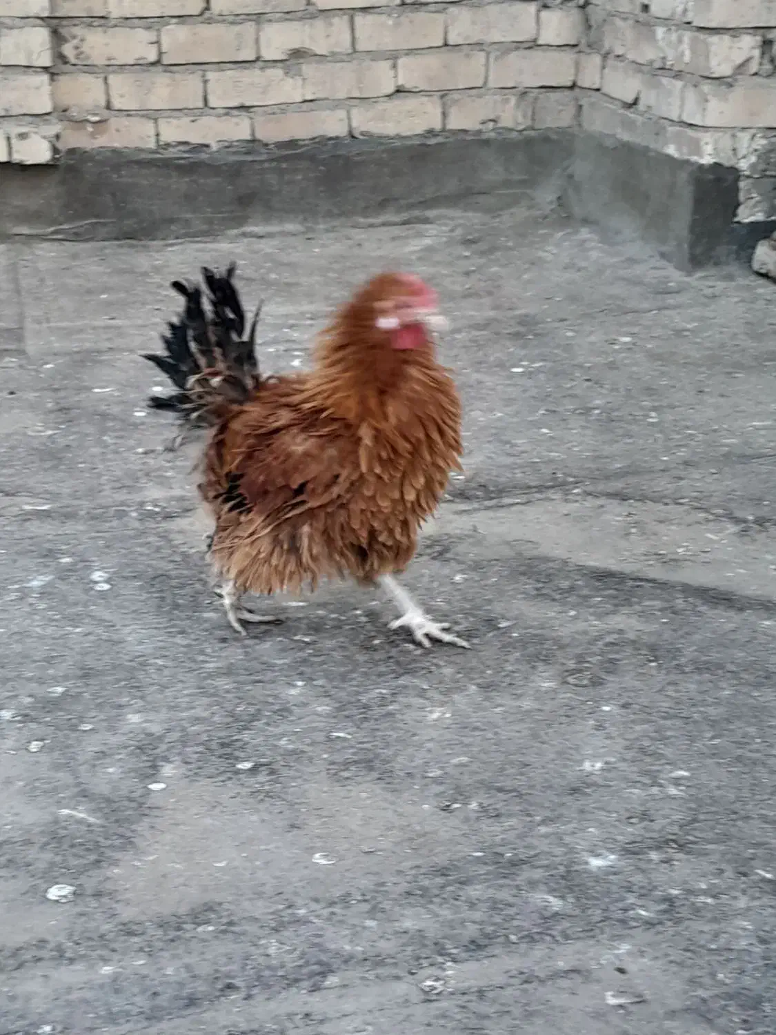 خروس فری جوان|حیوانات مزرعه|مشهد, کشف|دیوار