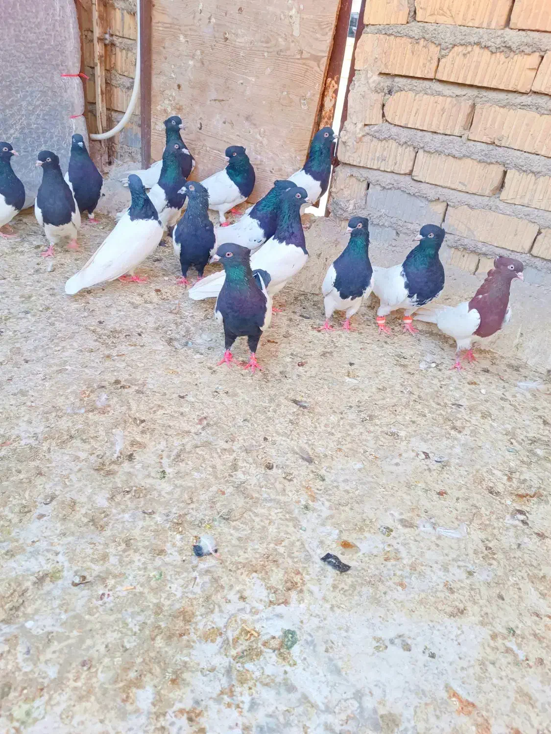 کله مهر مهر|پرنده|شیراز, ریاستی|دیوار