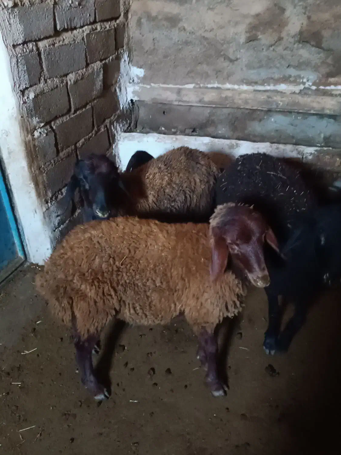 فروش چهار راس بره دشتی|حیوانات مزرعه|کرانی, |دیوار