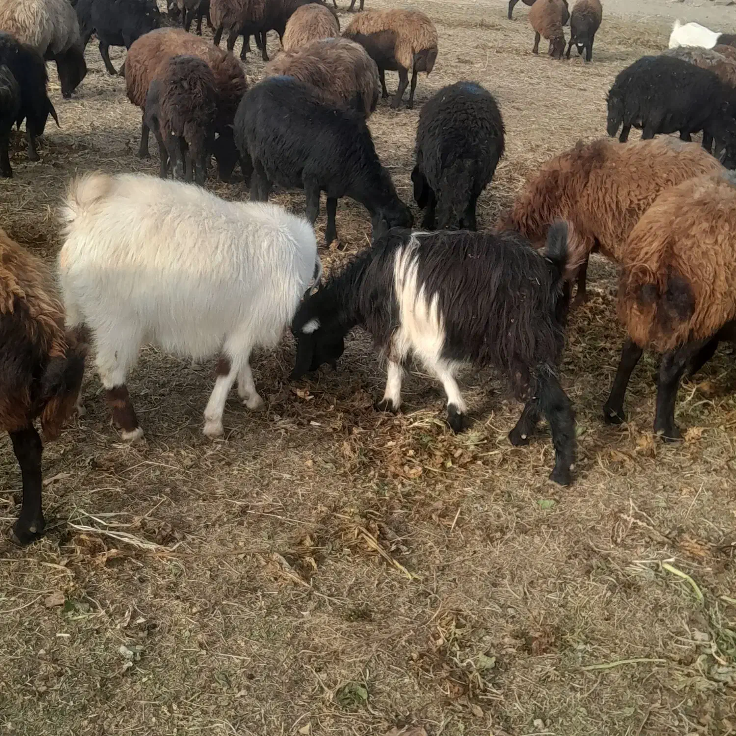 فروش بوز|حیوانات مزرعه|نقده, |دیوار