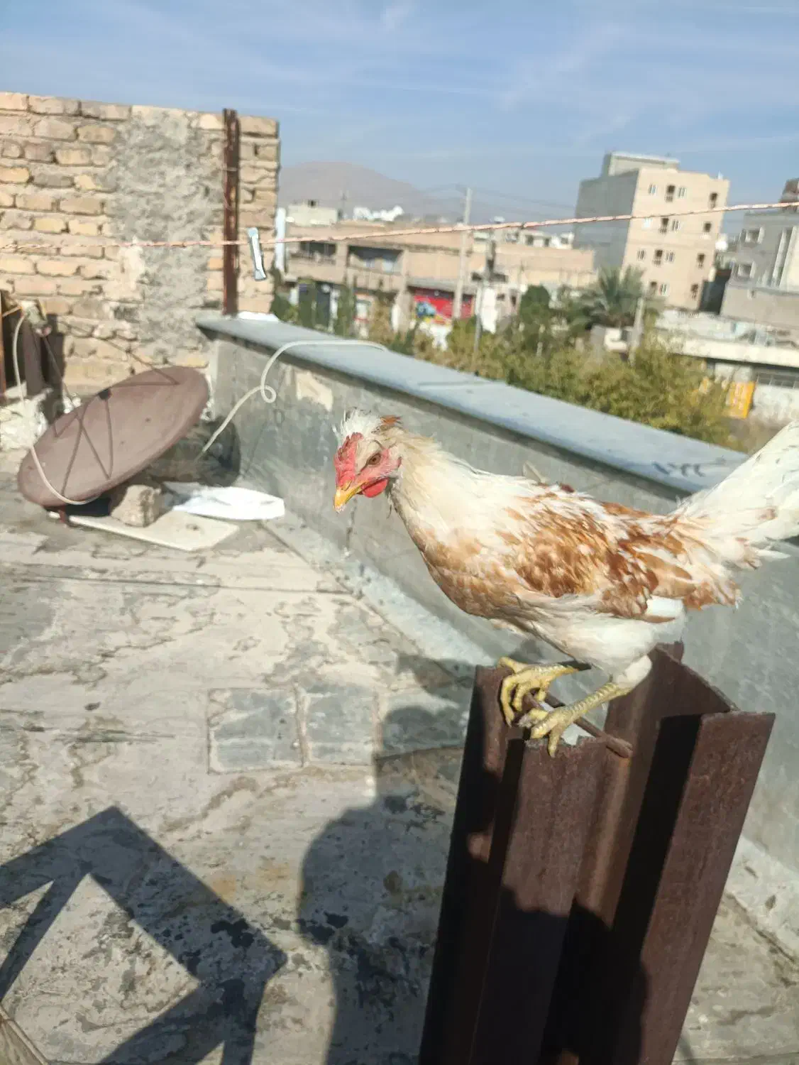 فروش خروس محلی اصل|حیوانات مزرعه|شیراز, تندگویان|دیوار