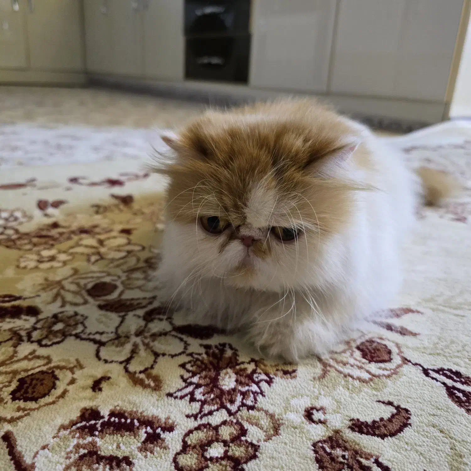 گربه پرشین سوپر فلت|گربه|چهاردانگه (تهران), |دیوار