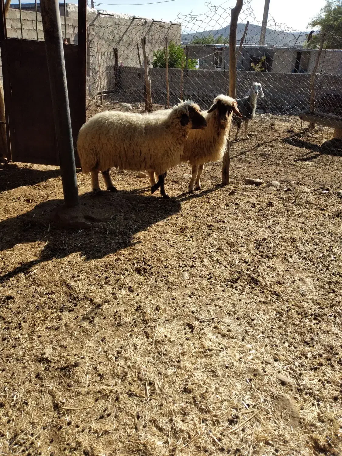 دوراس گوسفند چاق چاق|حیوانات مزرعه|پلدختر, |دیوار