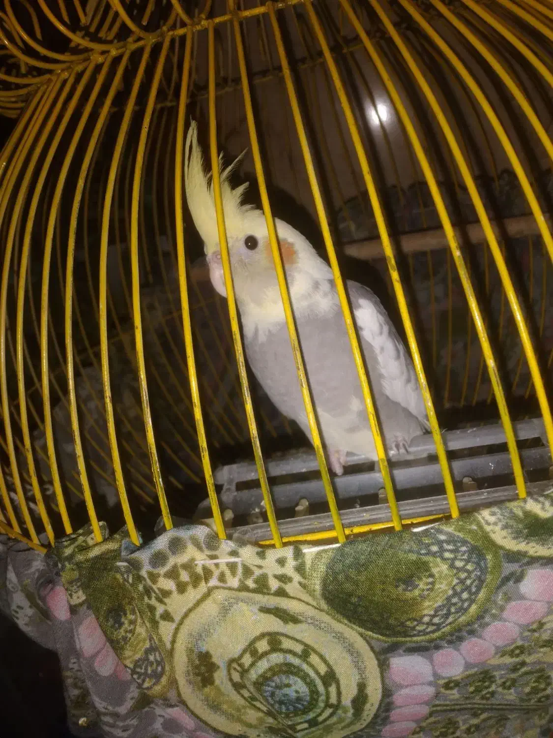 عروس هلندی|پرنده|شاهدشهر, |دیوار