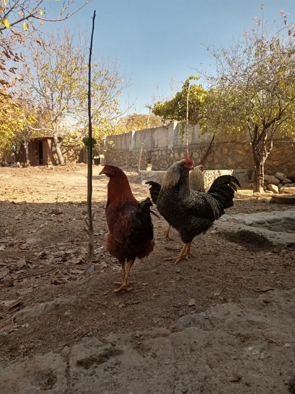 فروش خروس محلی|حیوانات مزرعه|هشتگرد, خور|دیوار