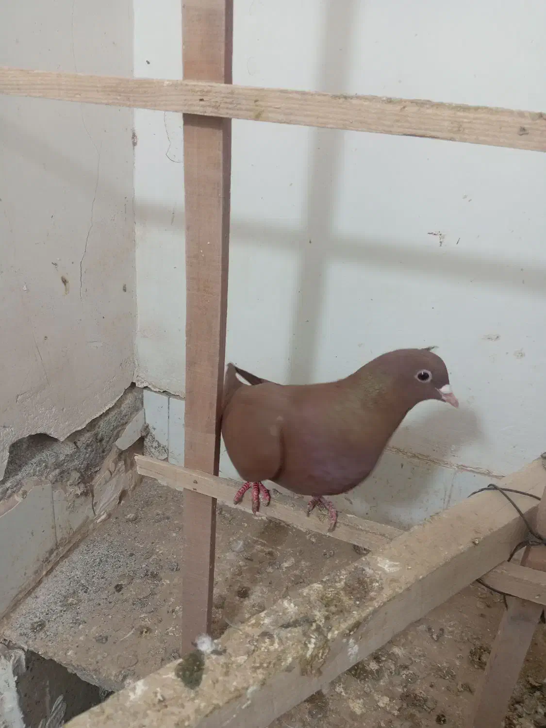 ماده کربلای|پرنده|سبزوار, قصبه شرقی|دیوار