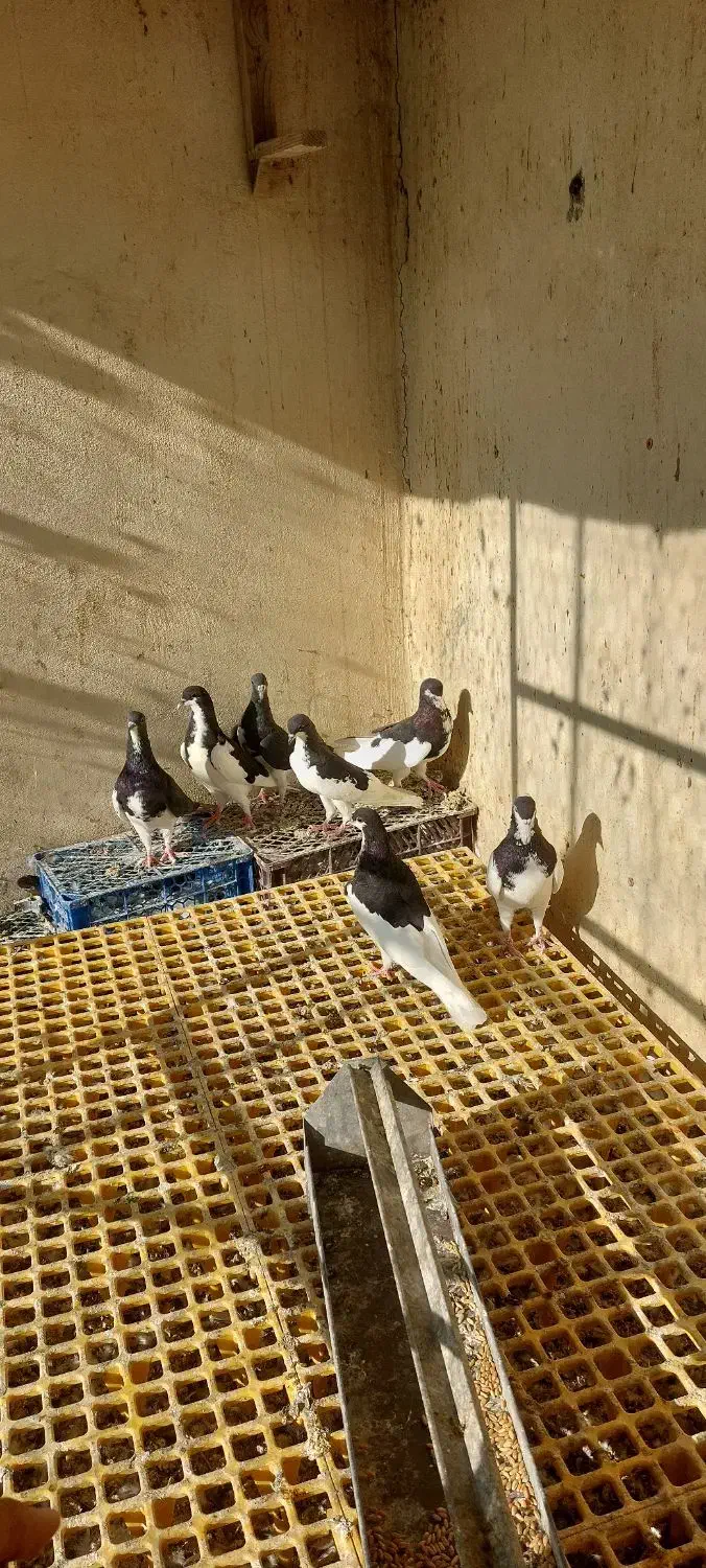 سلام چندبعدی شهری|پرنده|برازجان, |دیوار