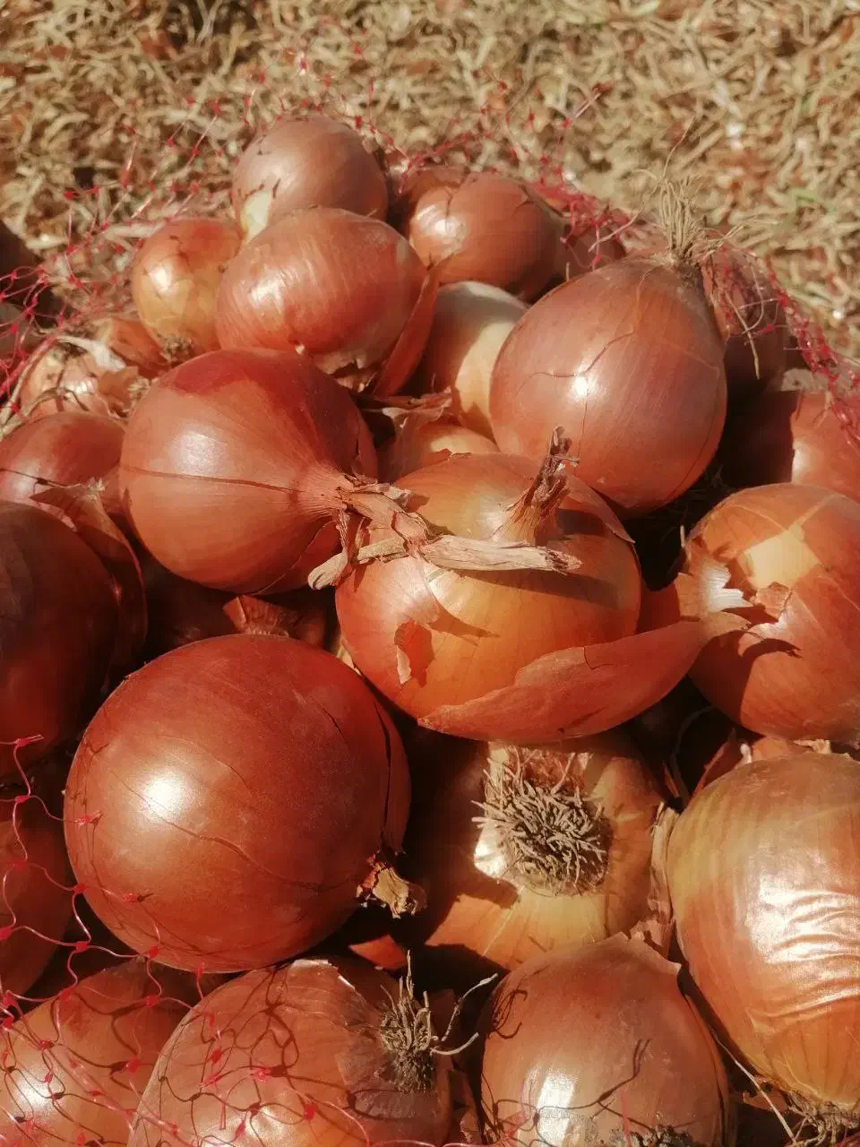 پیاز خوراکی اصل نیشابور|خوردنی و آشامیدنی|تهران, هلال احمر|دیوار