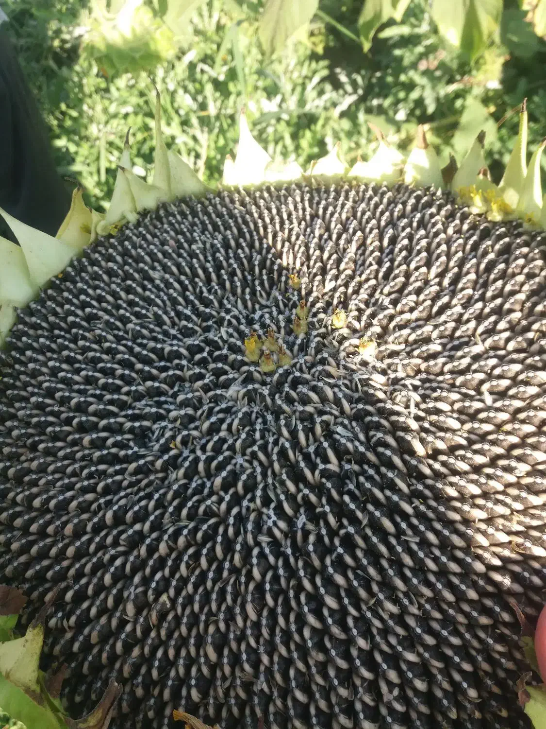 بذرآفتابگردان اصل اصل|خدمات باغبانی و درختکاری|ارومیه, |دیوار