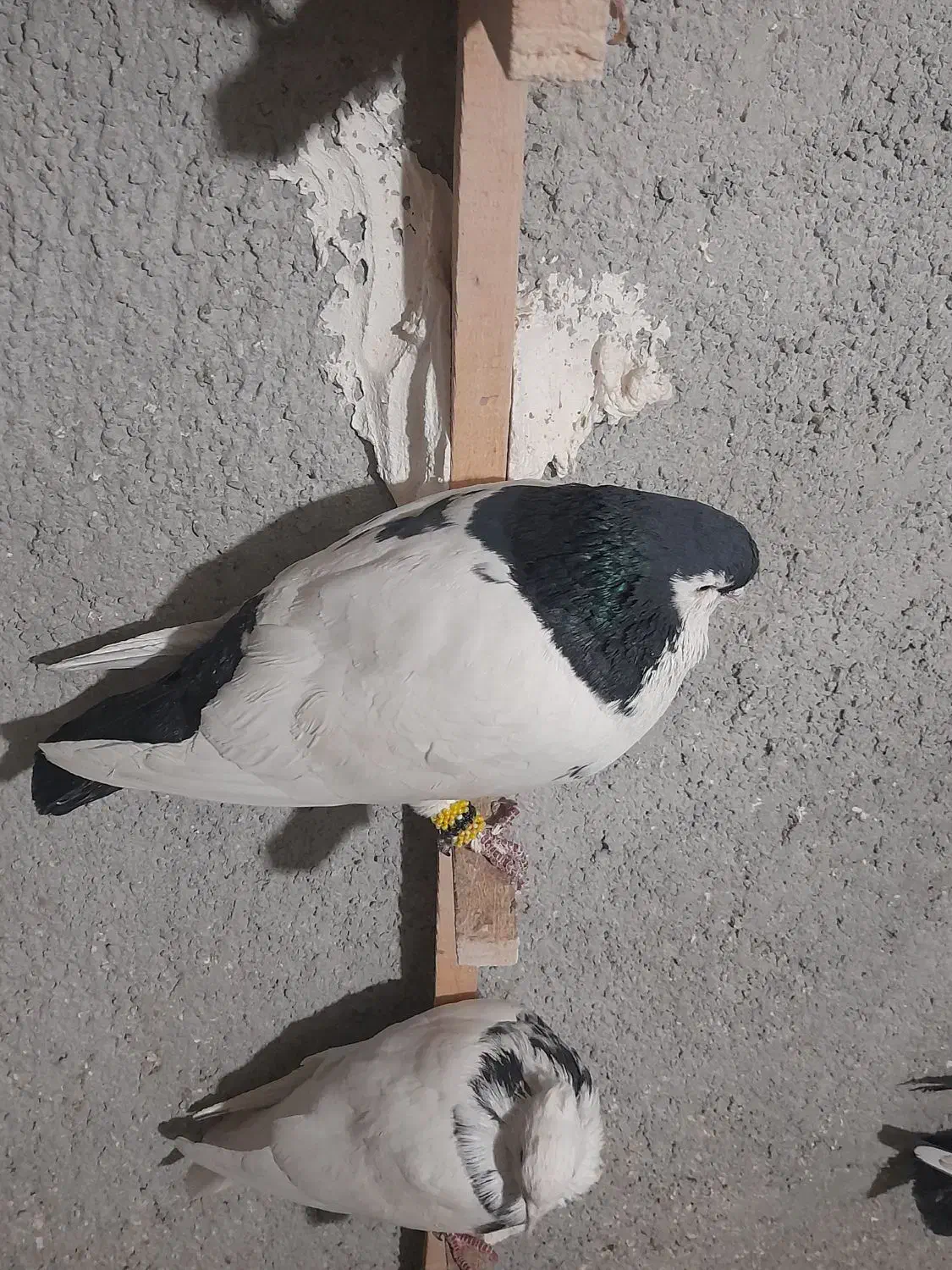 کبوتر لچگی نر|پرنده|کرمانشاه, |دیوار