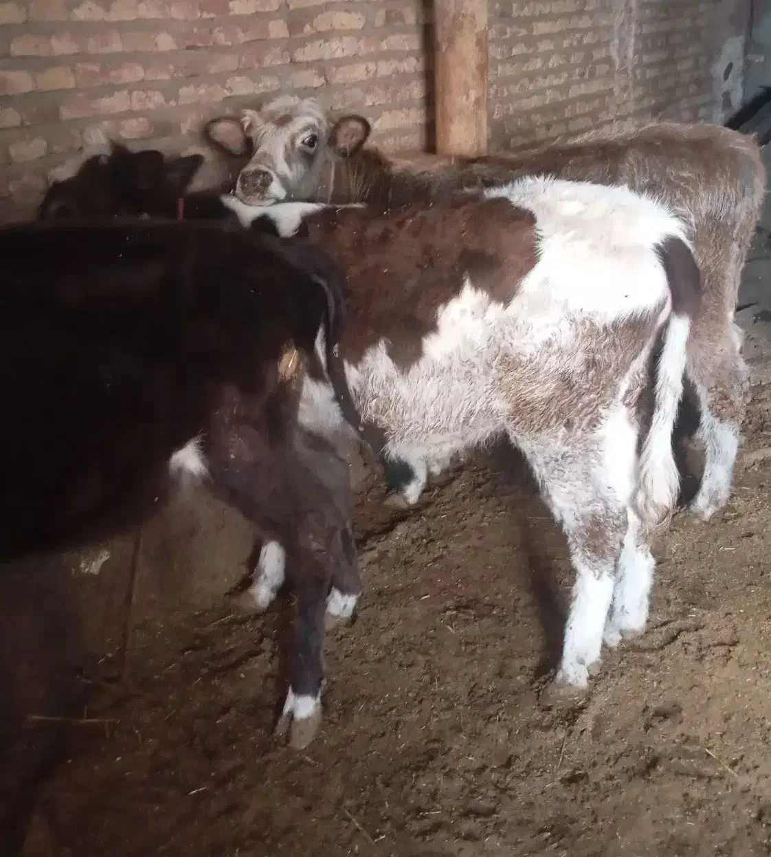 گوساله و گوسفند ماده|حیوانات مزرعه|هریس, |دیوار