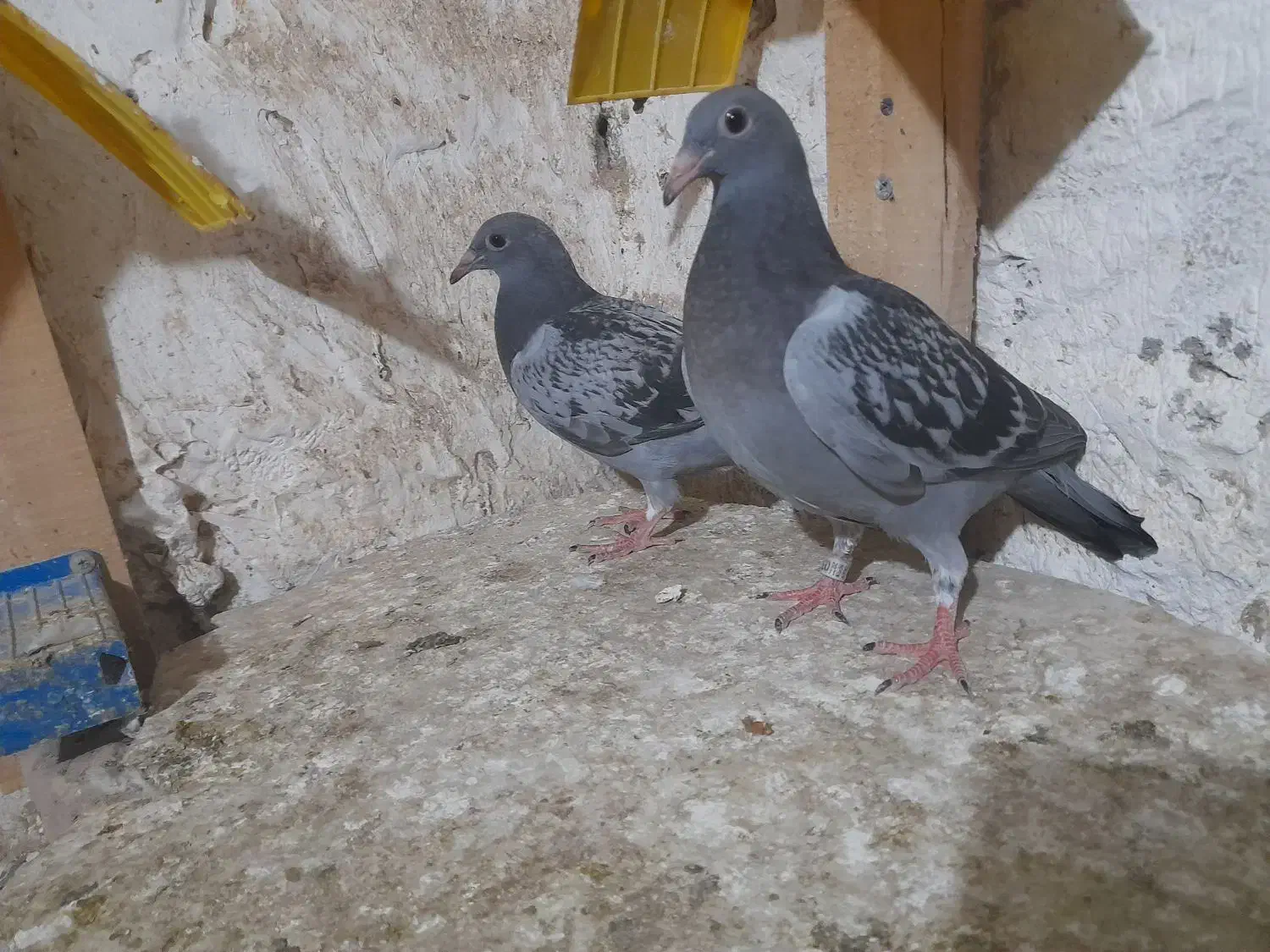 کبوتر مسافتی|پرنده|کلاله, |دیوار
