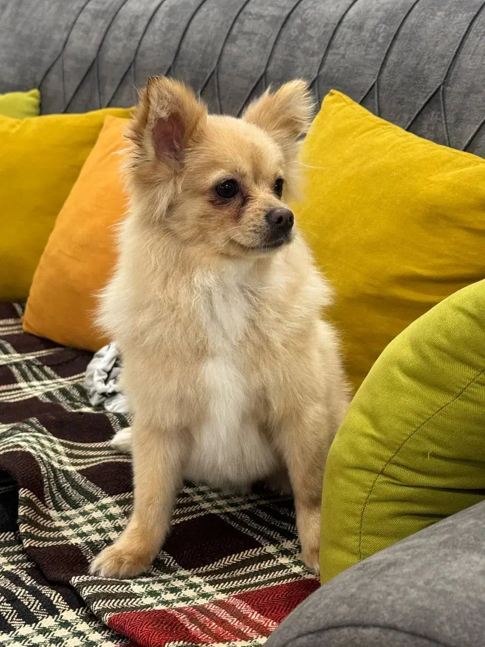 سگ پامر|سگ|بهبهان, |دیوار