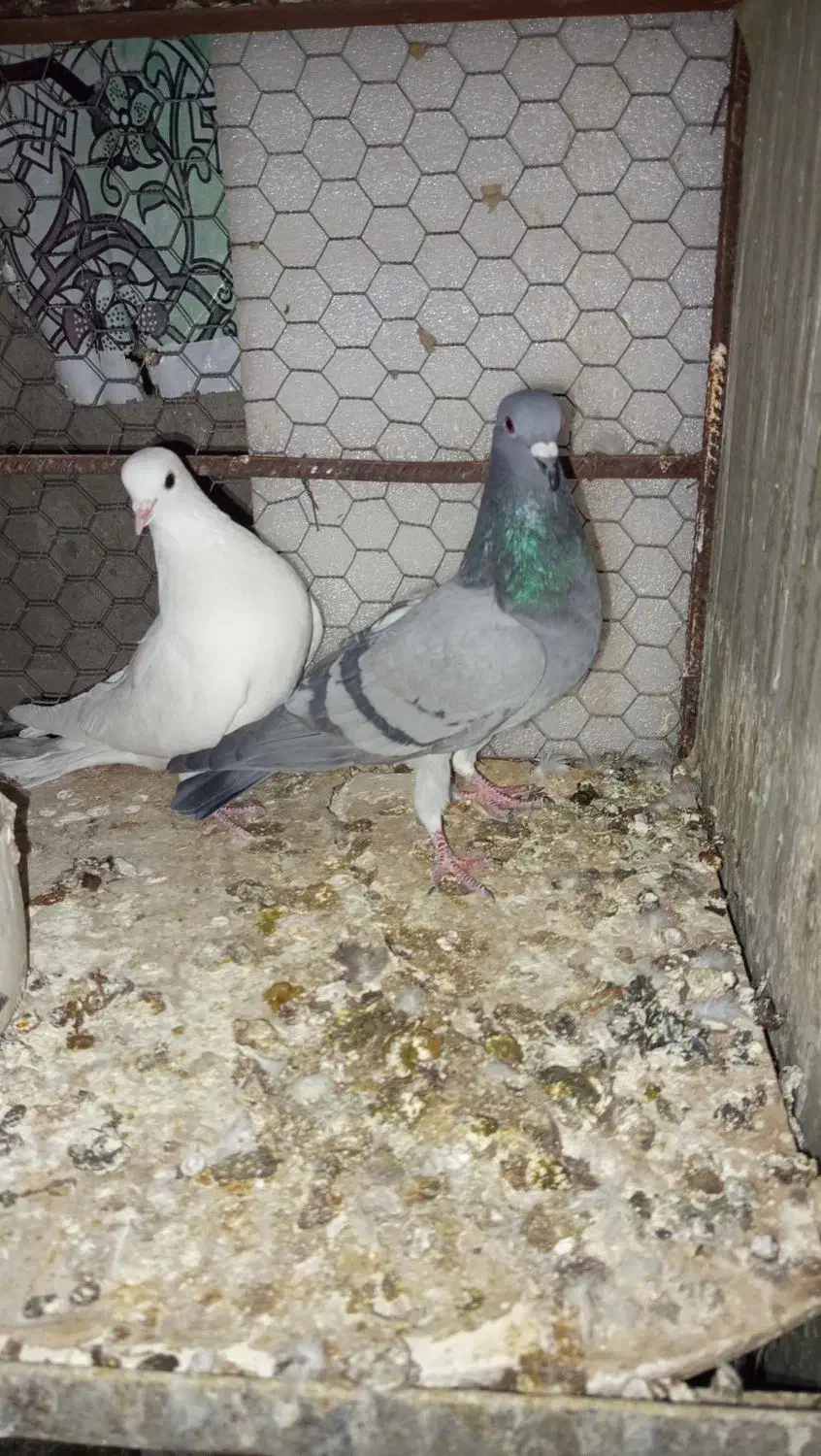 ۴ تا کبوتر|پرنده|قم, زنبیل آباد|دیوار