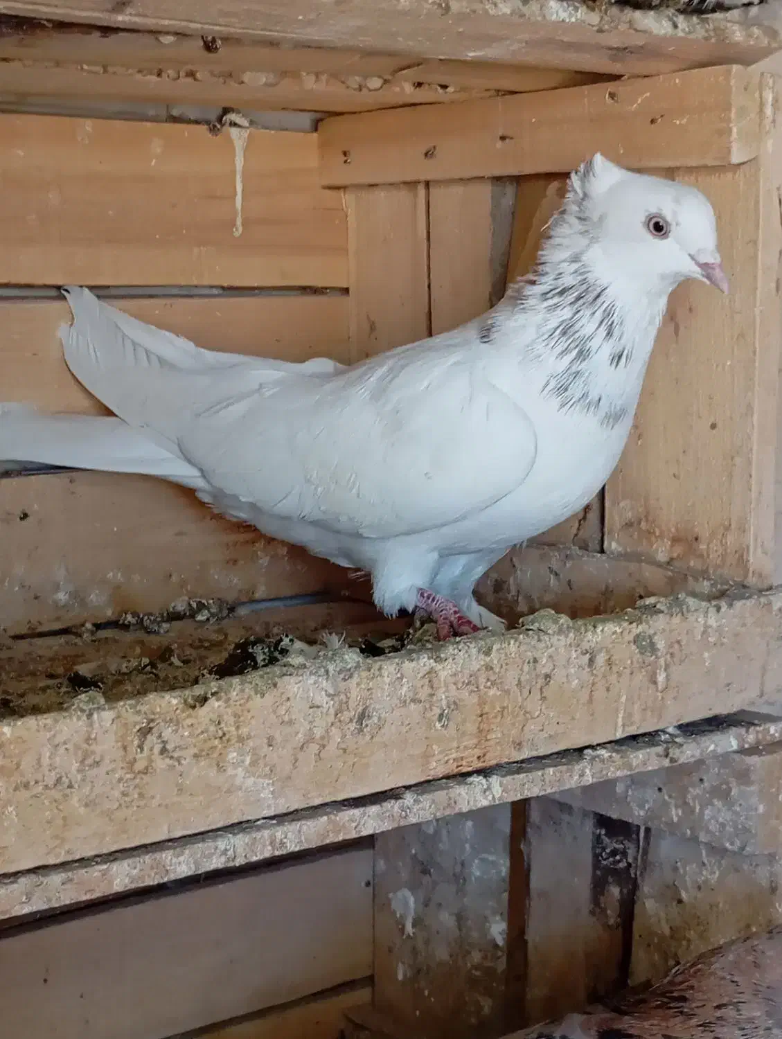 کبوتر فروشی|پرنده|بکتاش, |دیوار