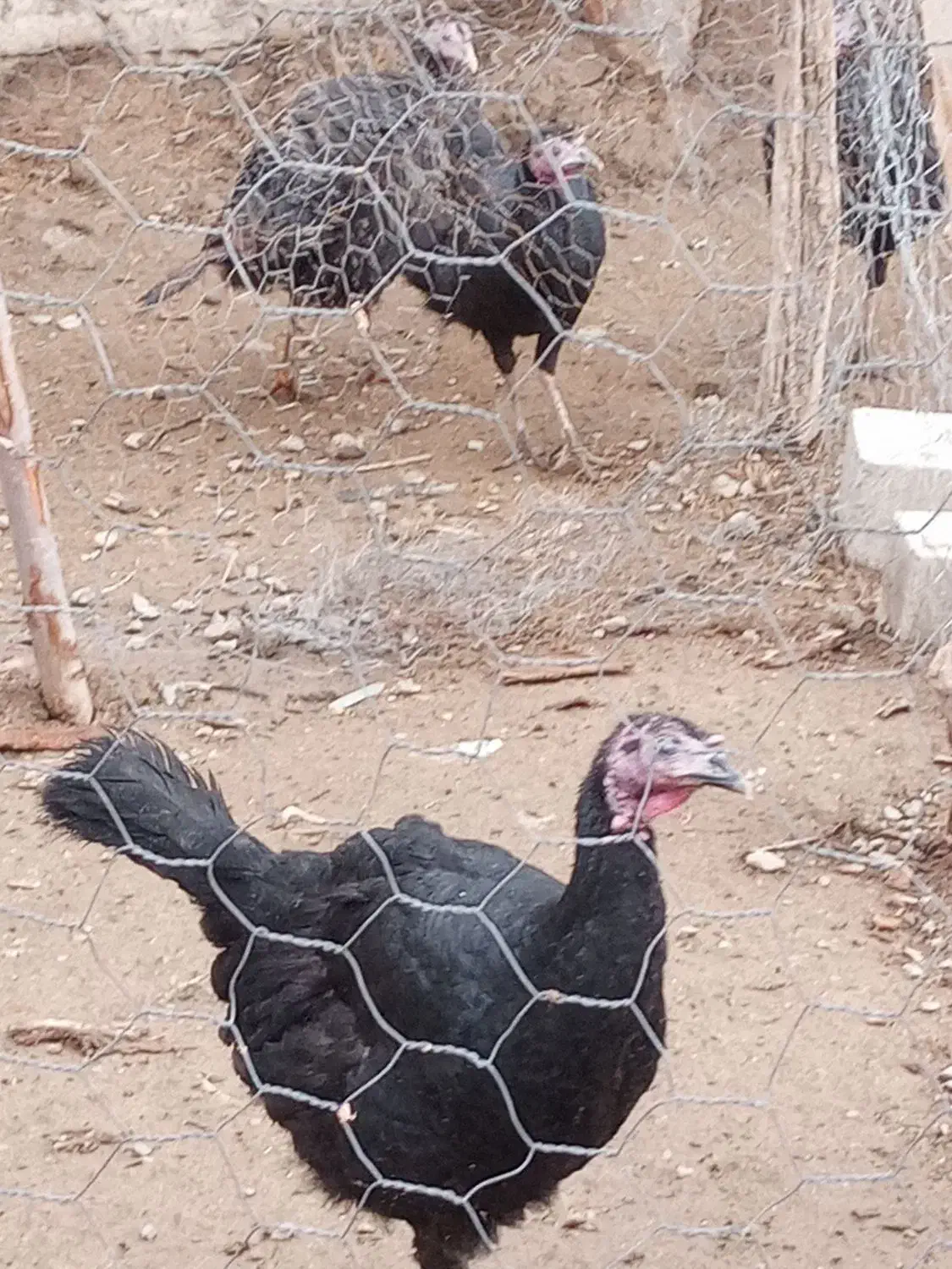 فروش بوقلمون|حیوانات مزرعه|سقز, |دیوار